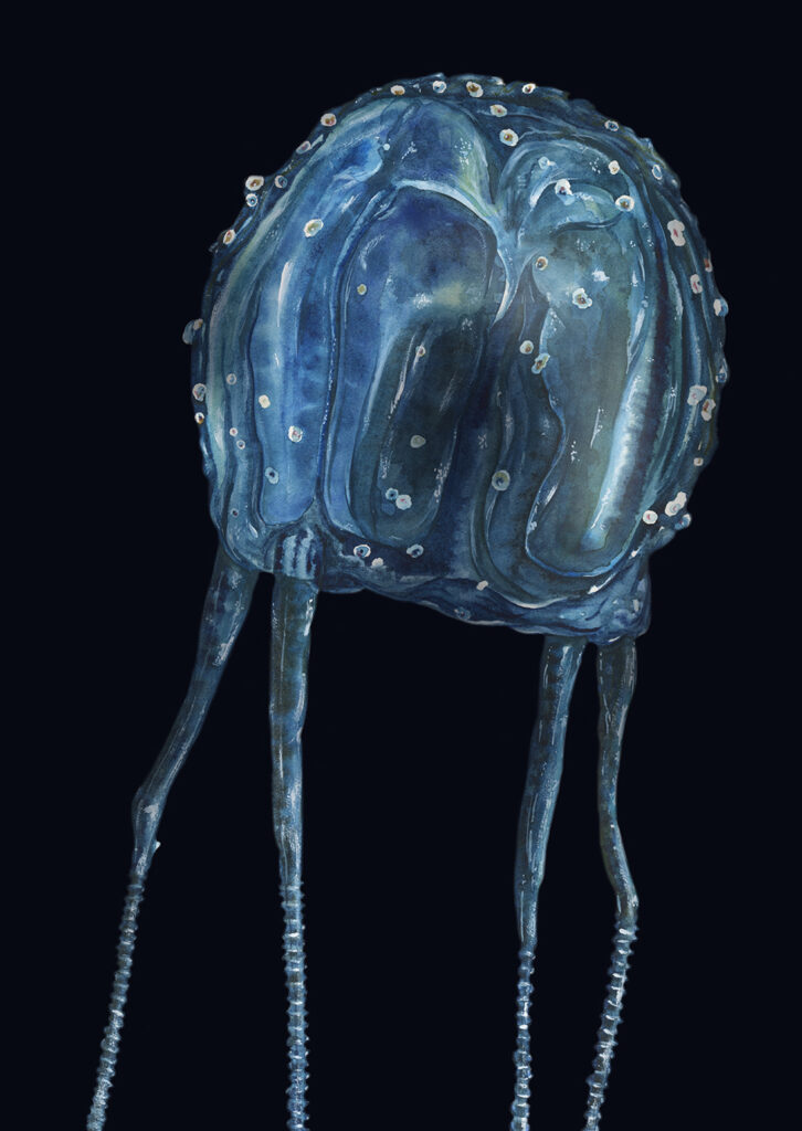Sami Bayly's illustration of Irukandji jellyfish