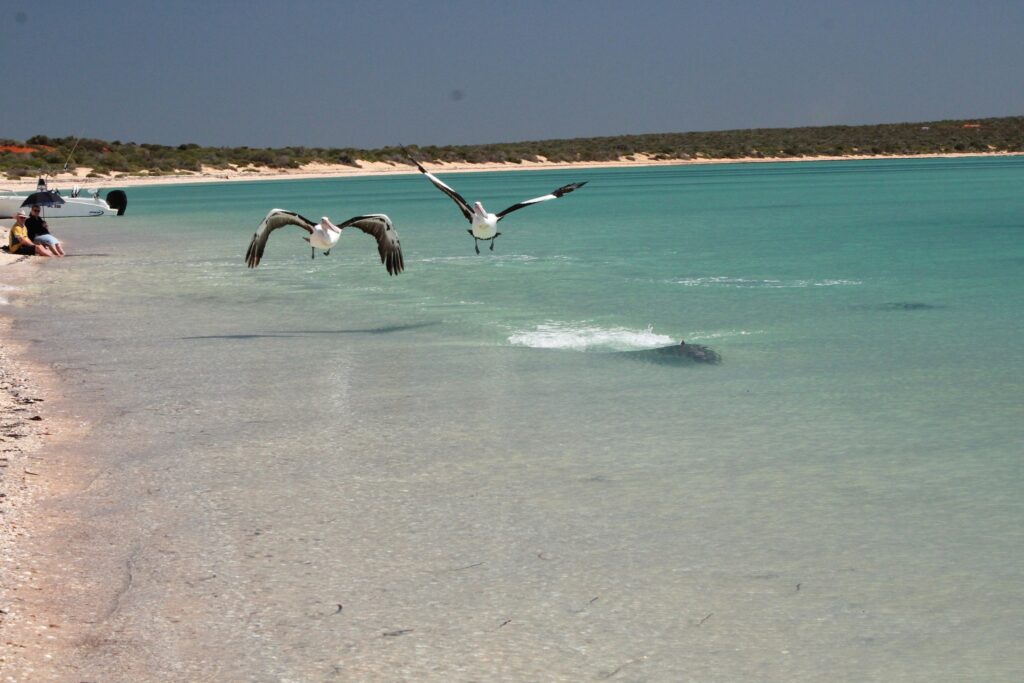 Pelicans at Monkey Mia