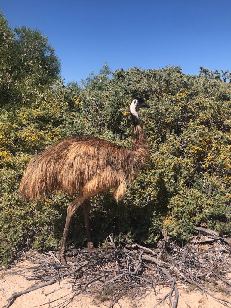 Emu at Monkey Mia, Australia
