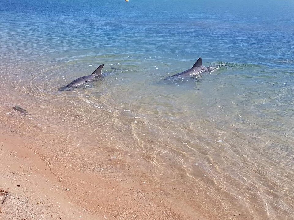 Flute and sister, Kiya trapping fish
