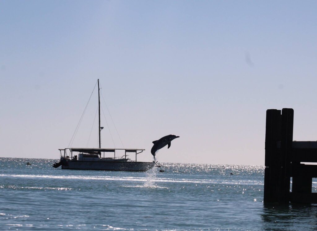 Flute with the huge dolphin jump!