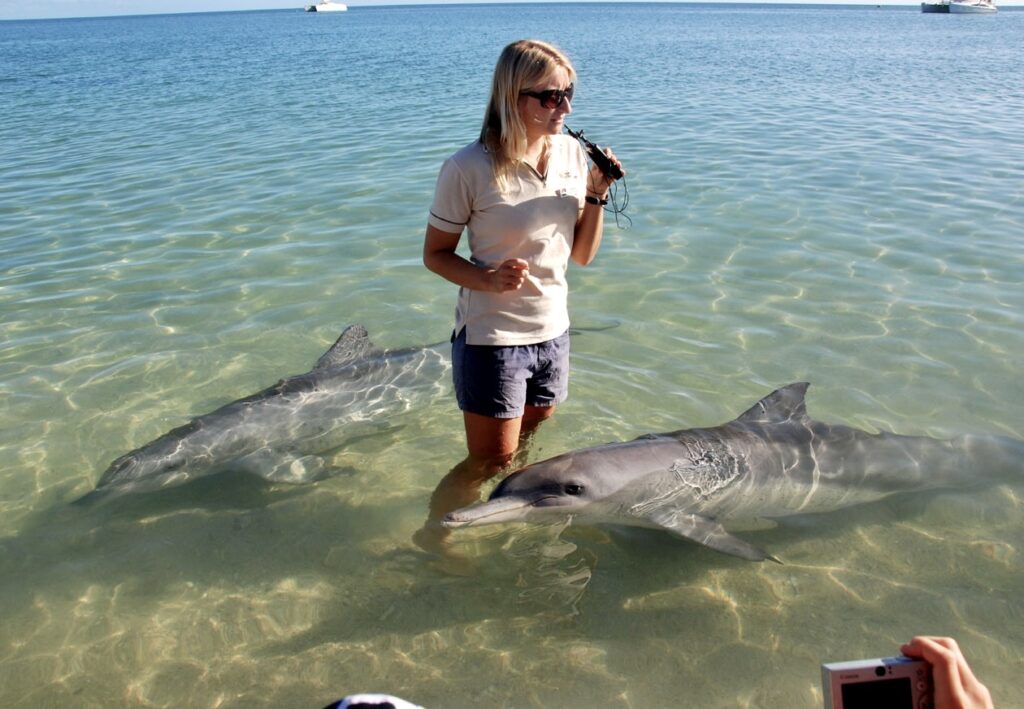 Kasey Whitelaw with dolphins at Monkey Mia