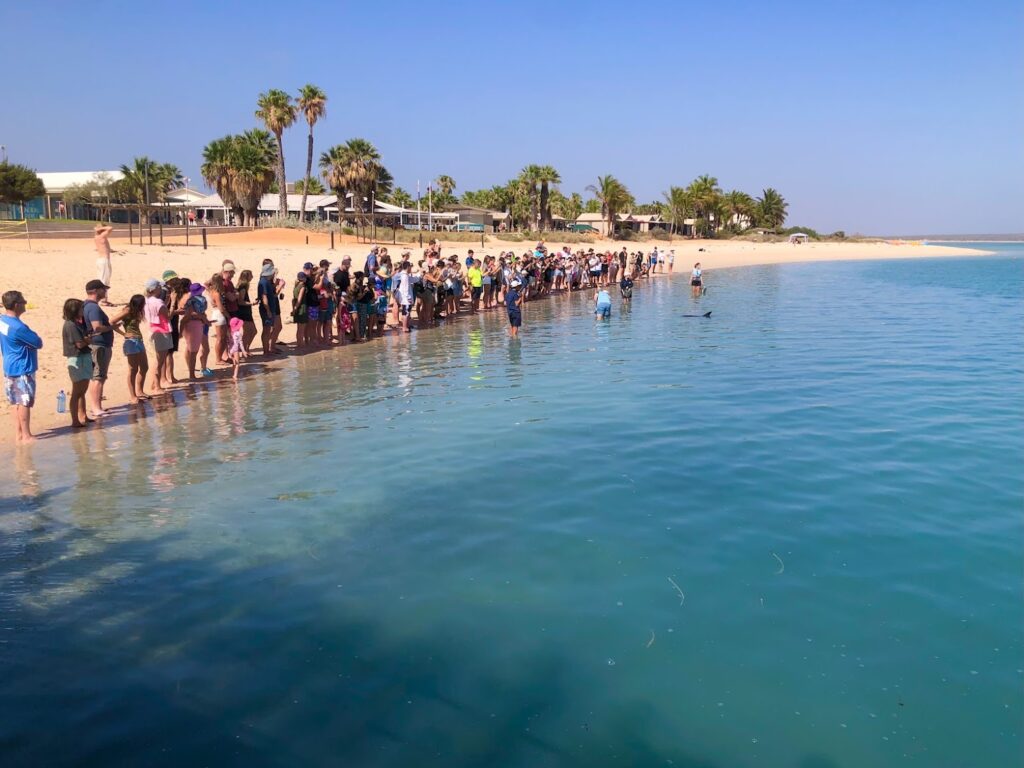 Researching Monkey Mia for illustrating Flute